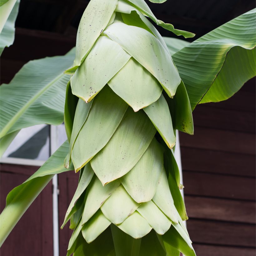 Ensete glaucum - Plátano (Floración)