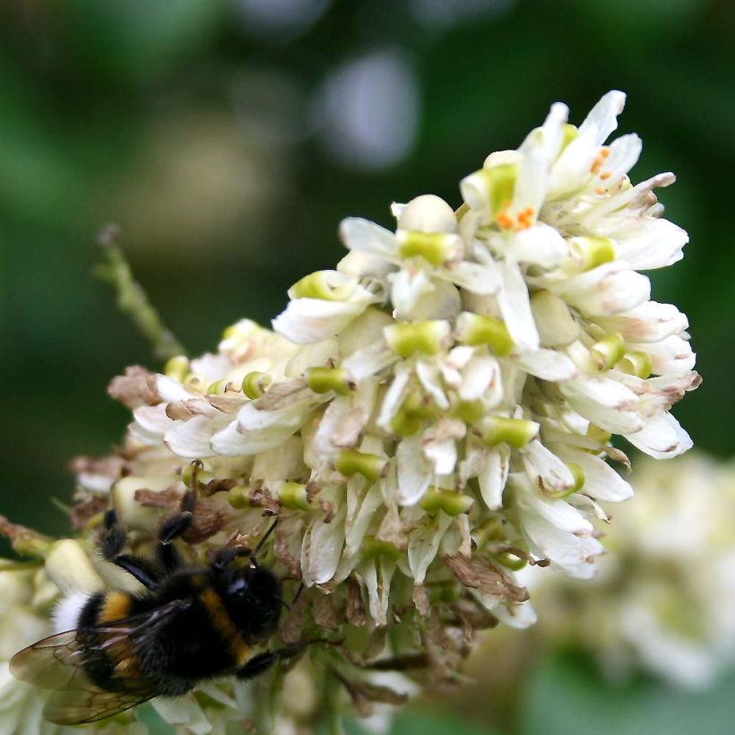 Maackia amurensis - Maackia de Amur (Floración)