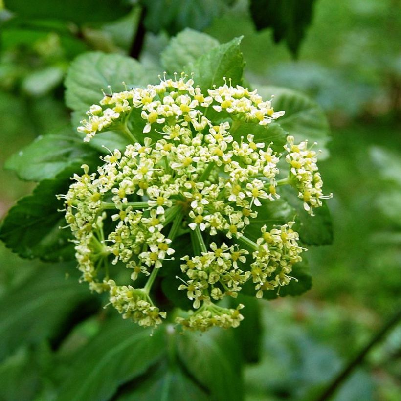 Apio caballar​ - Smyrnium olusatrum (Floración)