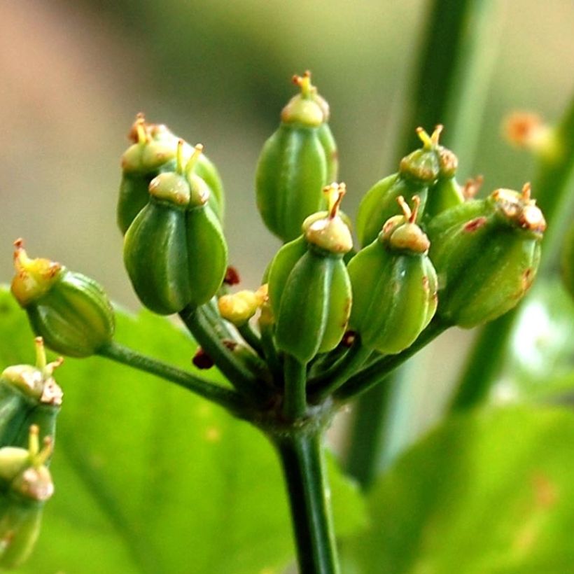 Apio caballar​ - Smyrnium olusatrum (Cosecha)