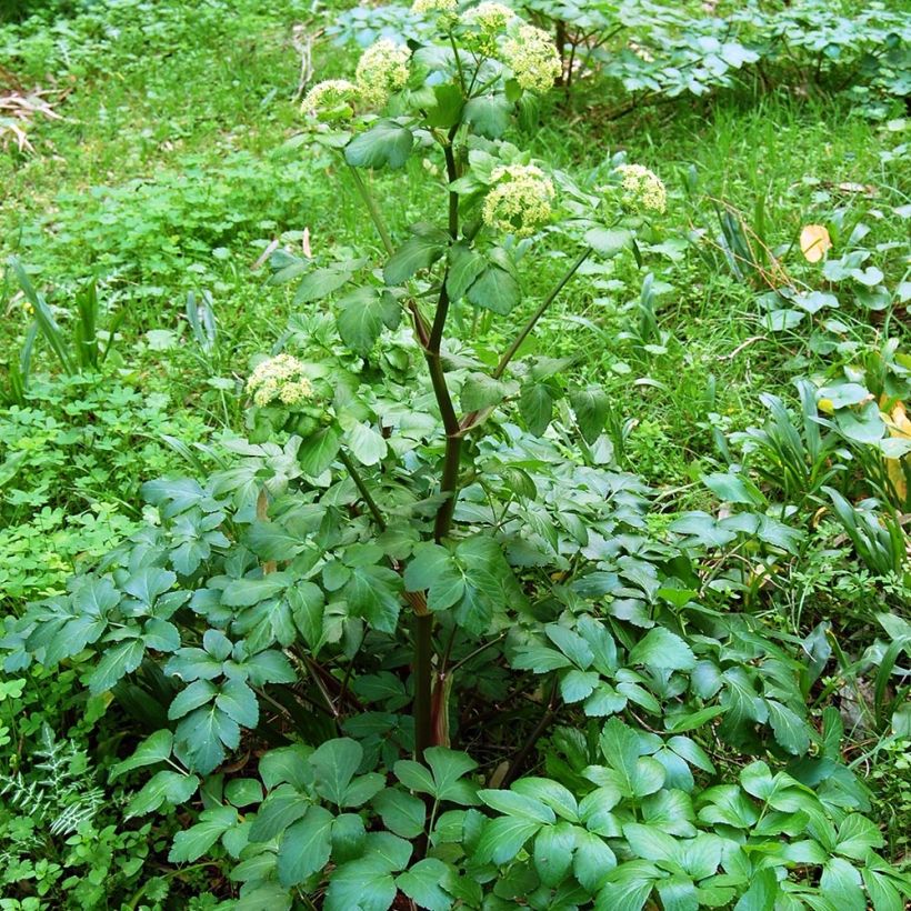 Apio caballar​ - Smyrnium olusatrum (Porte)