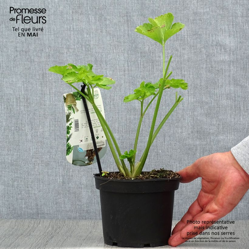 Maceron - Smyrnium olusatrum - Pot de 1.5L/2L Ejemplar entregado en la primavera