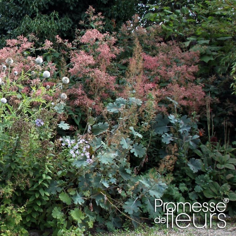 Macleaya microcarpa Spetchley Ruby (Porte)