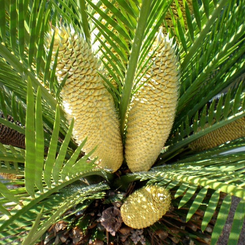 Macrozamia moorei (Floración)