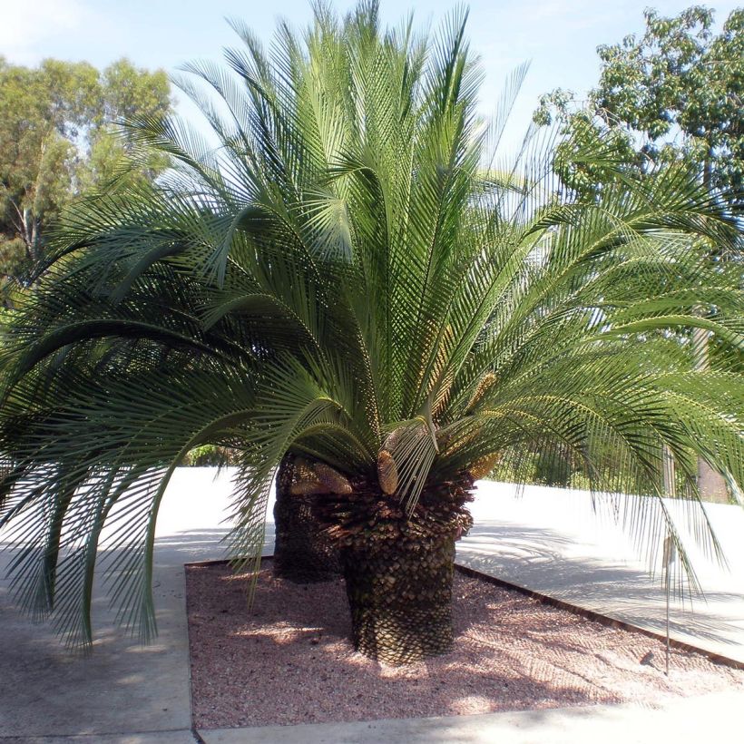 Macrozamia moorei (Porte)