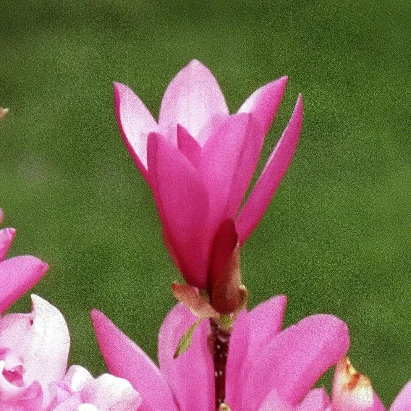 Magnolia Betty (Floración)