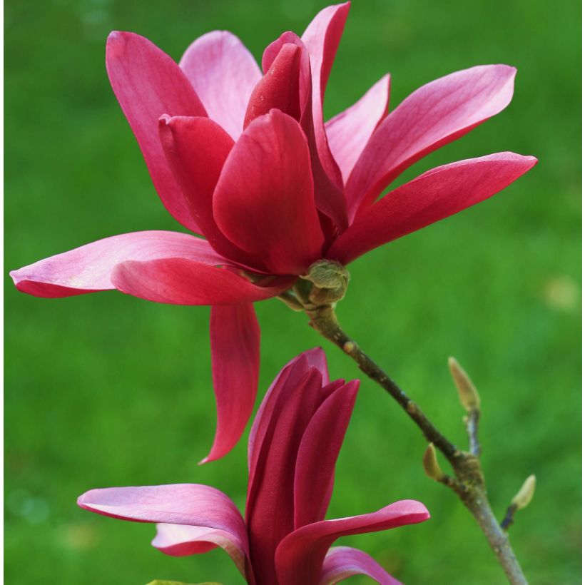 Magnolia Burgundy Star (Floración)