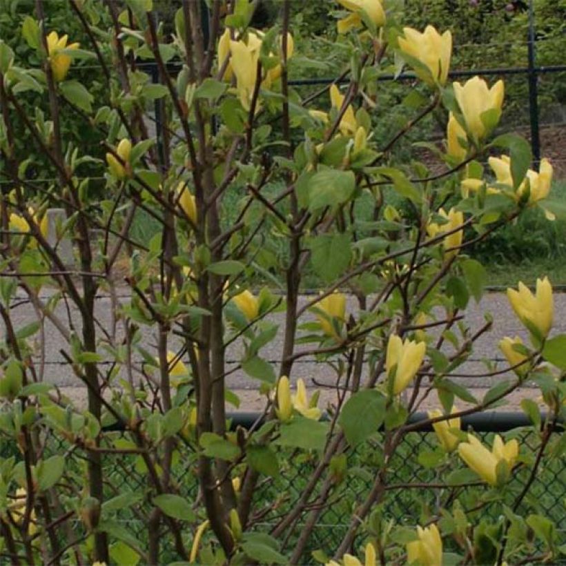 Magnolia acuminata Daphne (Follaje)