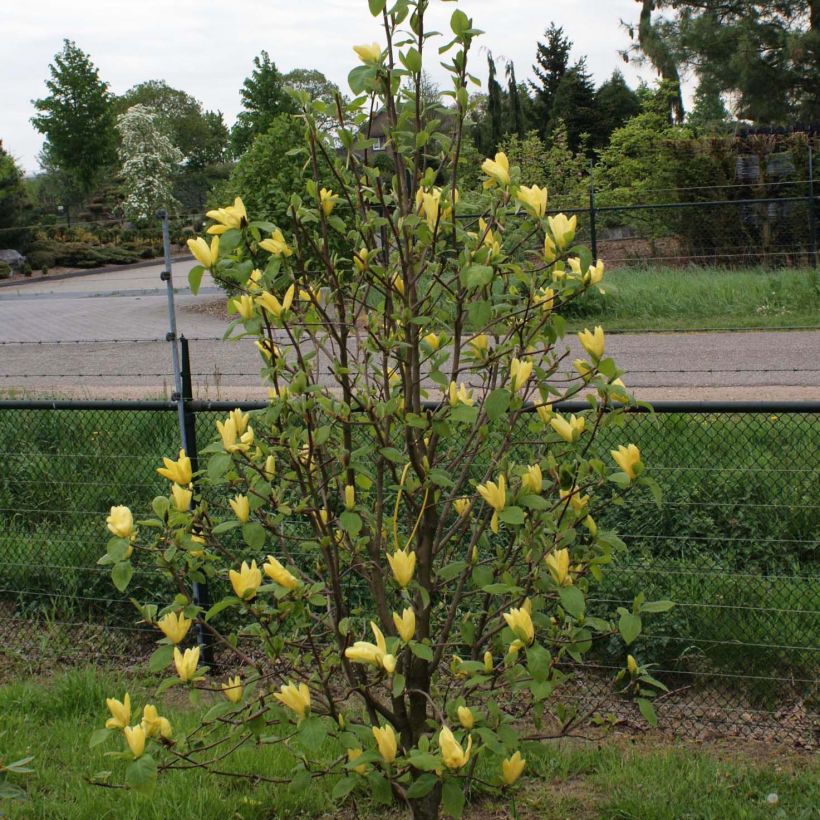 Magnolia acuminata Daphne (Porte)