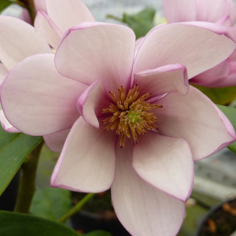 Magnolia Fairy Blush (Floración)