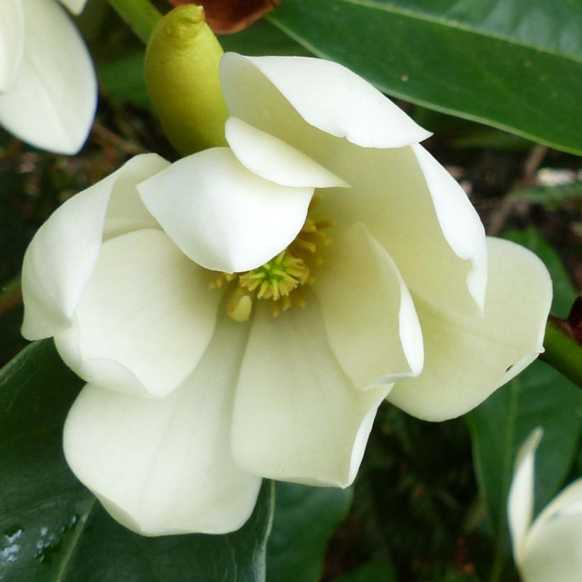 Magnolia Fairy Cream (Floración)