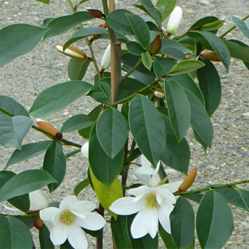 Magnolia doltsopa Fairy White (Follaje)