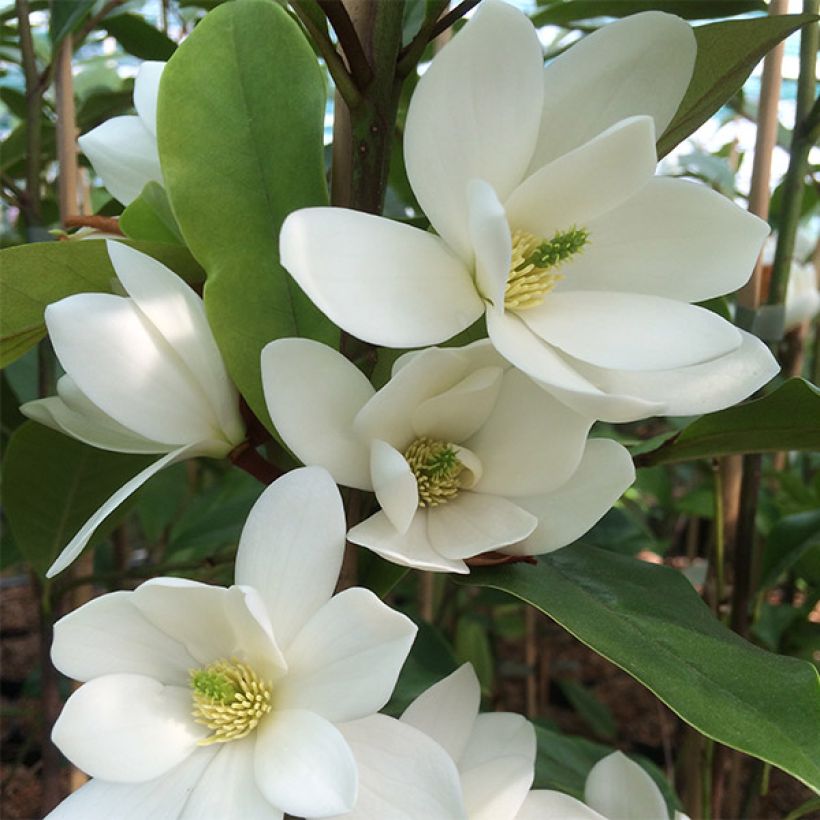 Magnolia doltsopa Fairy White (Floración)