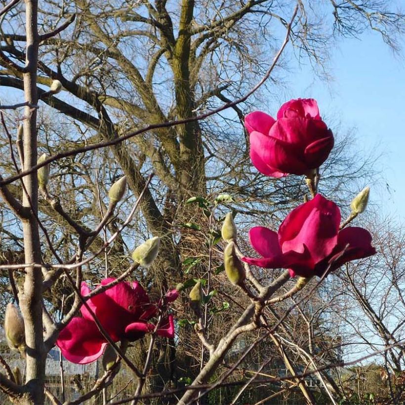 Magnolia Felix Jury (Floración)