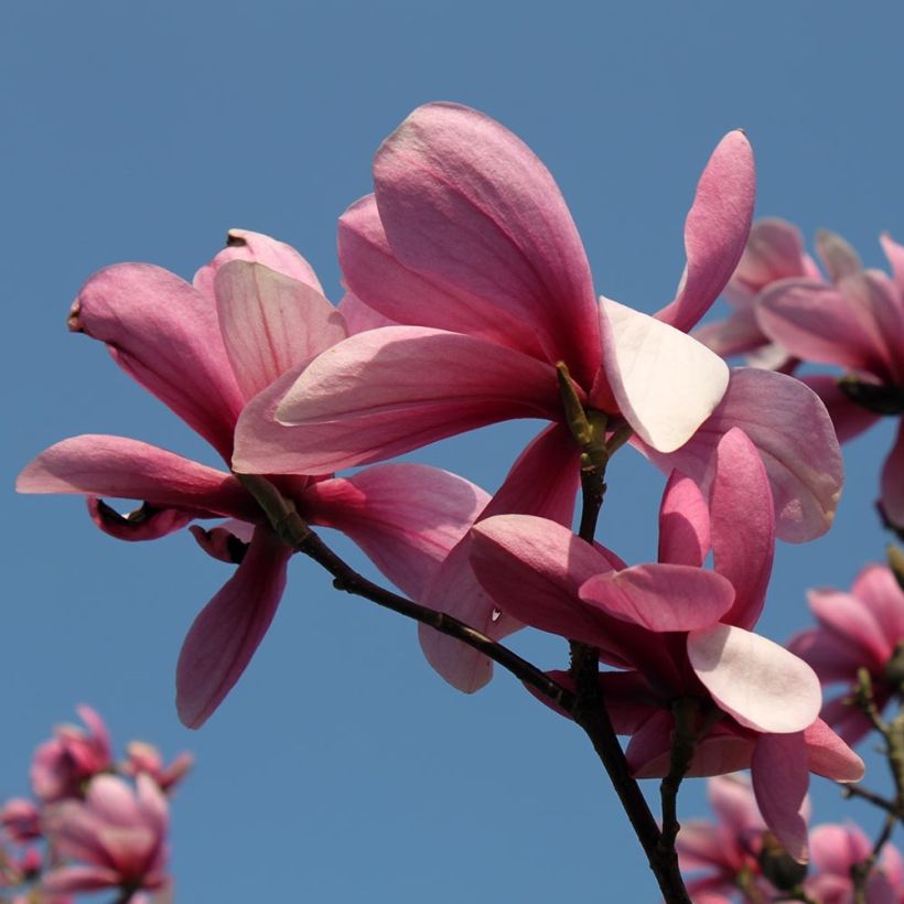 Magnolia Galaxy (Floración)