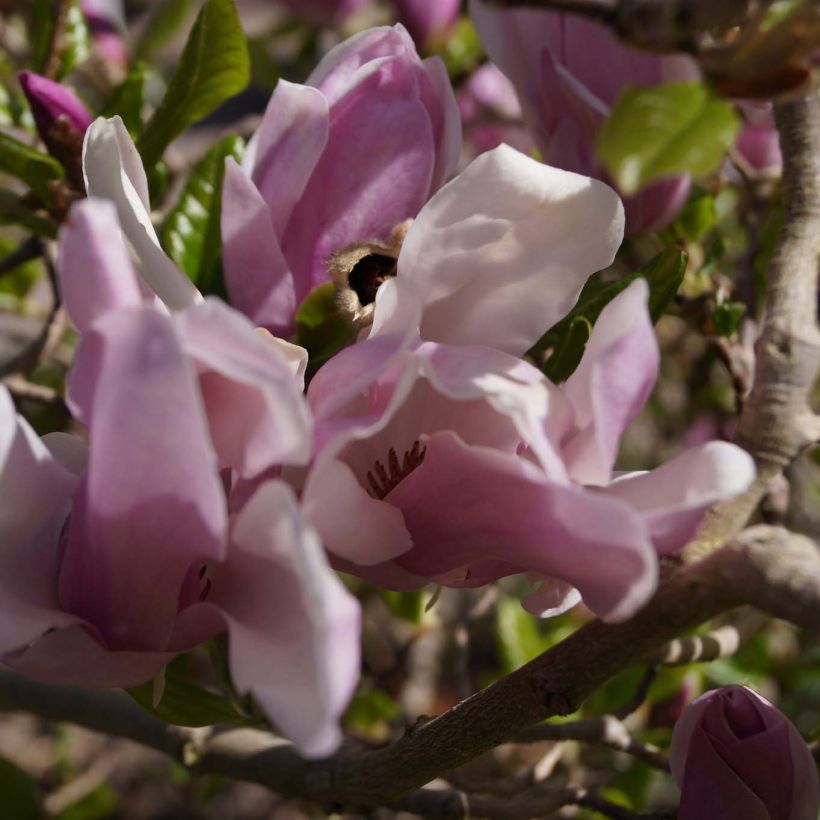 Magnolia George Henry Kern (Floración)