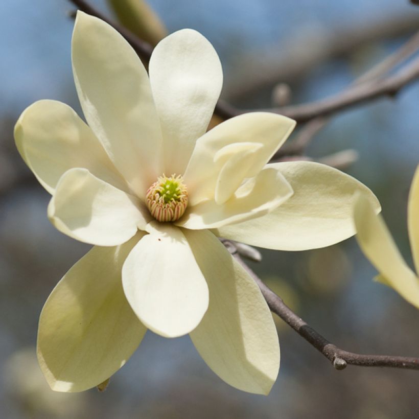 Magnolia Gold Star (Floración)