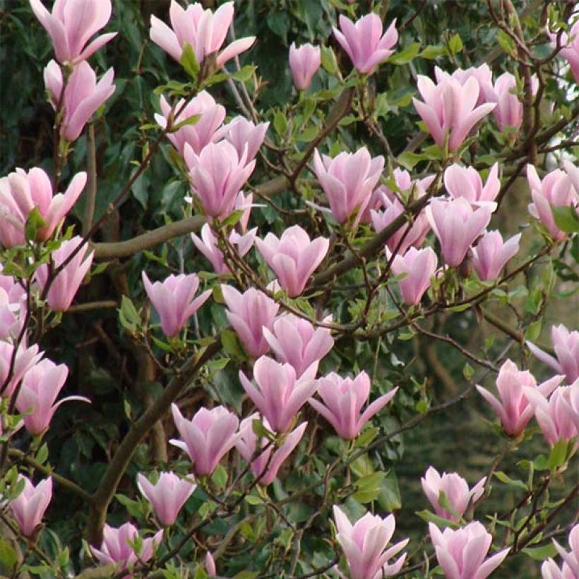 Magnolia Heaven Scent (Floración)