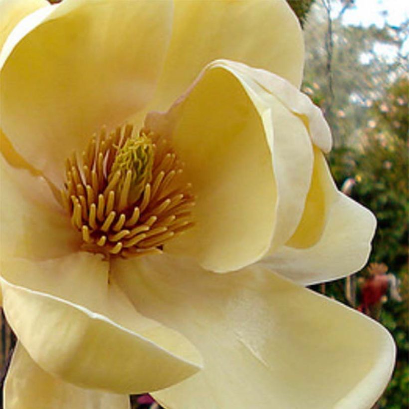 Magnolia Honey Tulip (Floración)