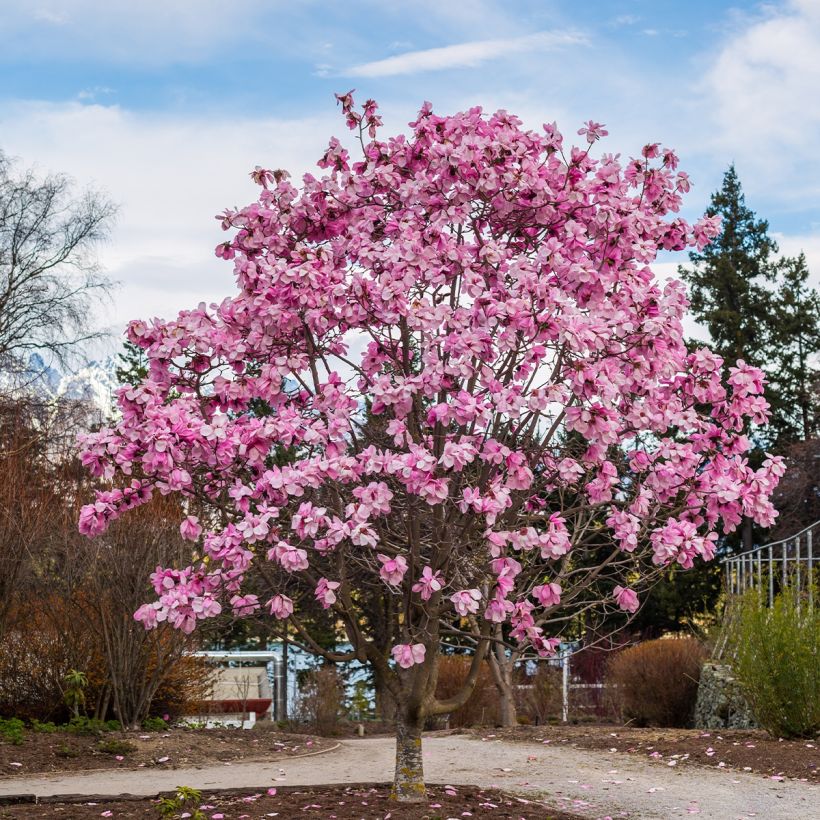 Magnolia denudata Iolanthe - Yulan (Porte)