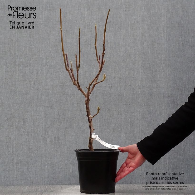 Magnolia Manchu Fan en pot de 4l/5l Ejemplar entregado en invierno