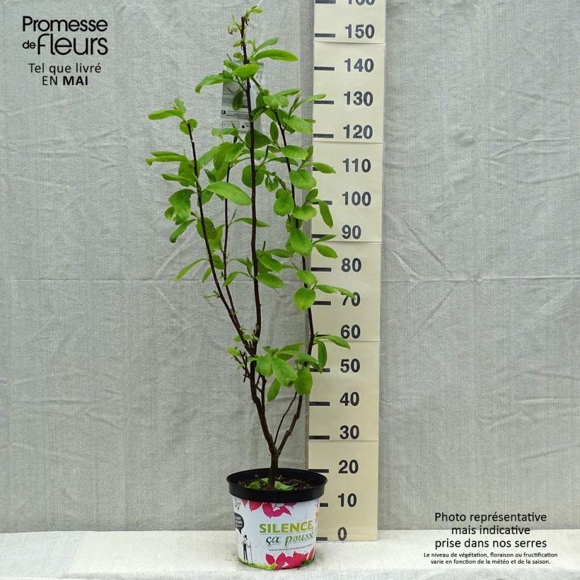 Magnolia Manchu Fan en pot de 7.5L/10L Ejemplar entregado en la primavera