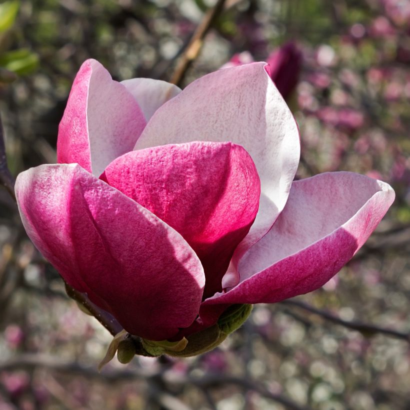 Magnolia March Till Frost (Floración)