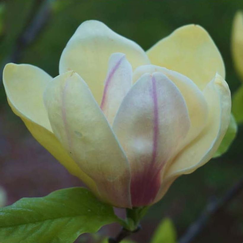 Magnolia brooklinensis Sunsation (Floración)