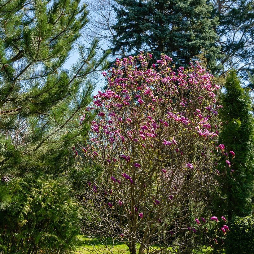 Magnolia Susan (Porte)