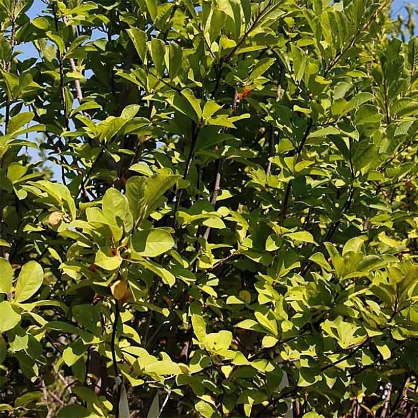 Magnolia acuminata Butterflies (Follaje)