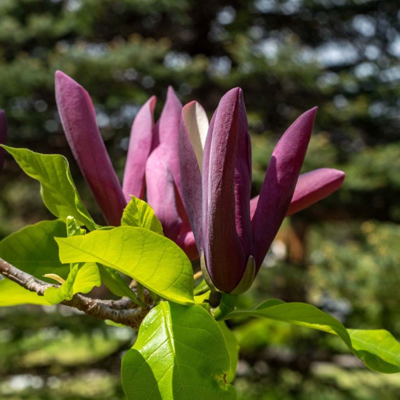 Magnolia brooklynensis Black Beauty (Floración)