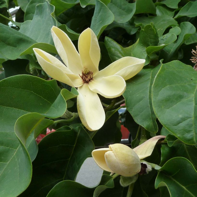 Magnolia brooklynensis Yellow Bird (Floración)