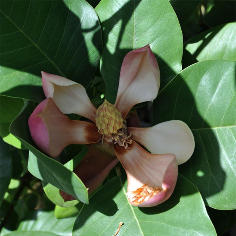 Magnolia delavayi de Delavay (Floración)