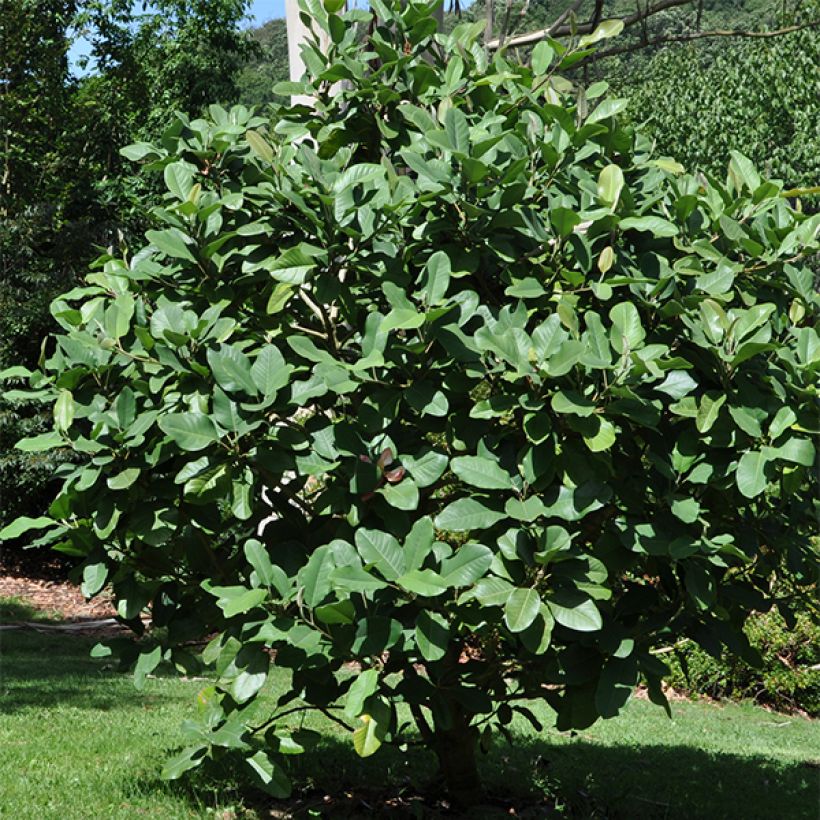 Magnolia delavayi de Delavay (Porte)