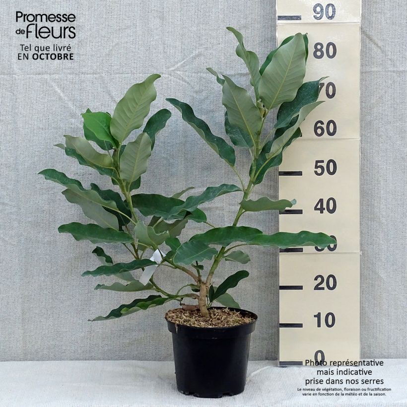 Ejemplar de Magnolia delavayi - Magnolia de Chine en pot de 3/4L entregado en otoño