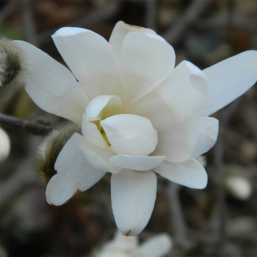 Magnolia denudata Double Diamond - Yulan (Floración)