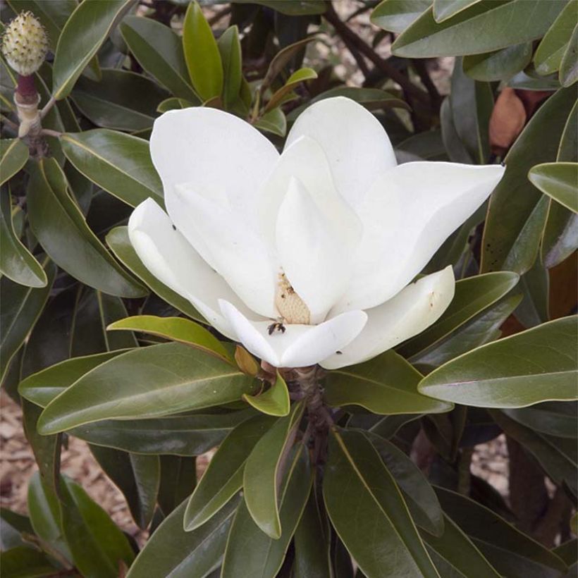 Magnolia grandiflora Alta (Floración)