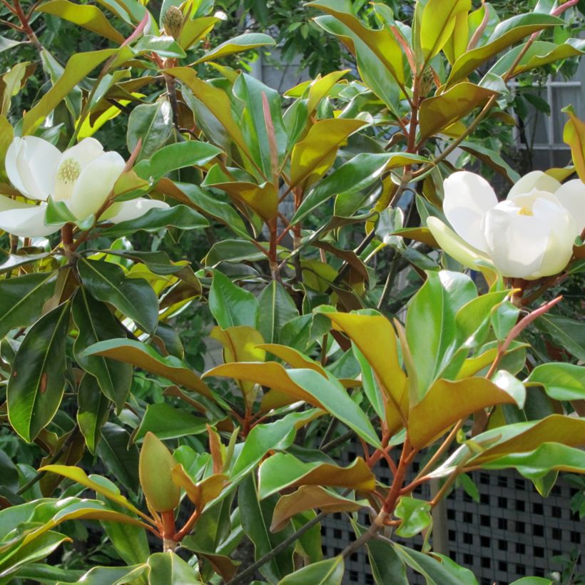 Magnolia grandiflora Bracken's Brown Beauty (Follaje)