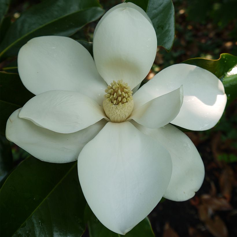 Magnolia grandiflora Bracken's Brown Beauty (Floración)