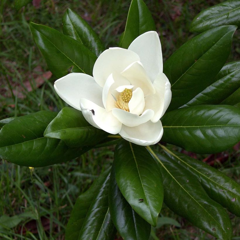 Magnolia grandiflora Ferruginea (Follaje)