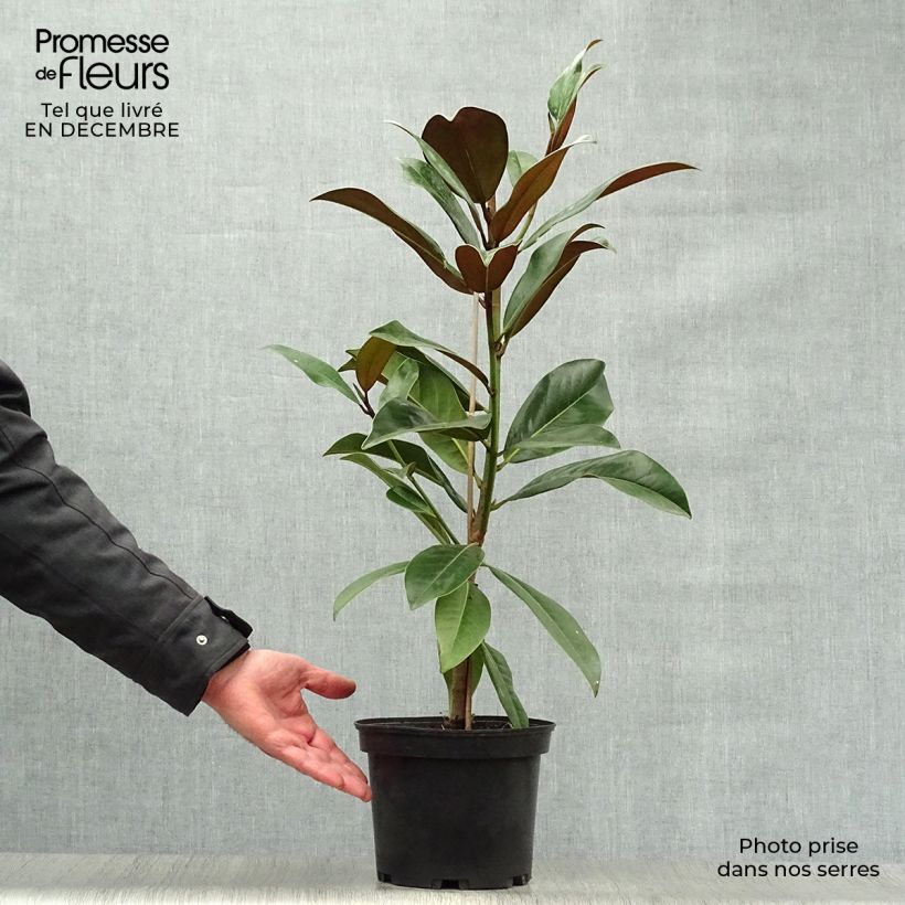 Magnolia grandiflora Galissonière en pot de 4L/5L Ejemplar entregado en invierno