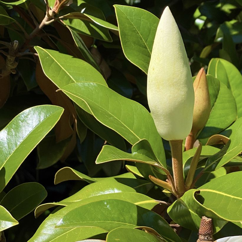 Magnolia grandiflora Goliath (Follaje)