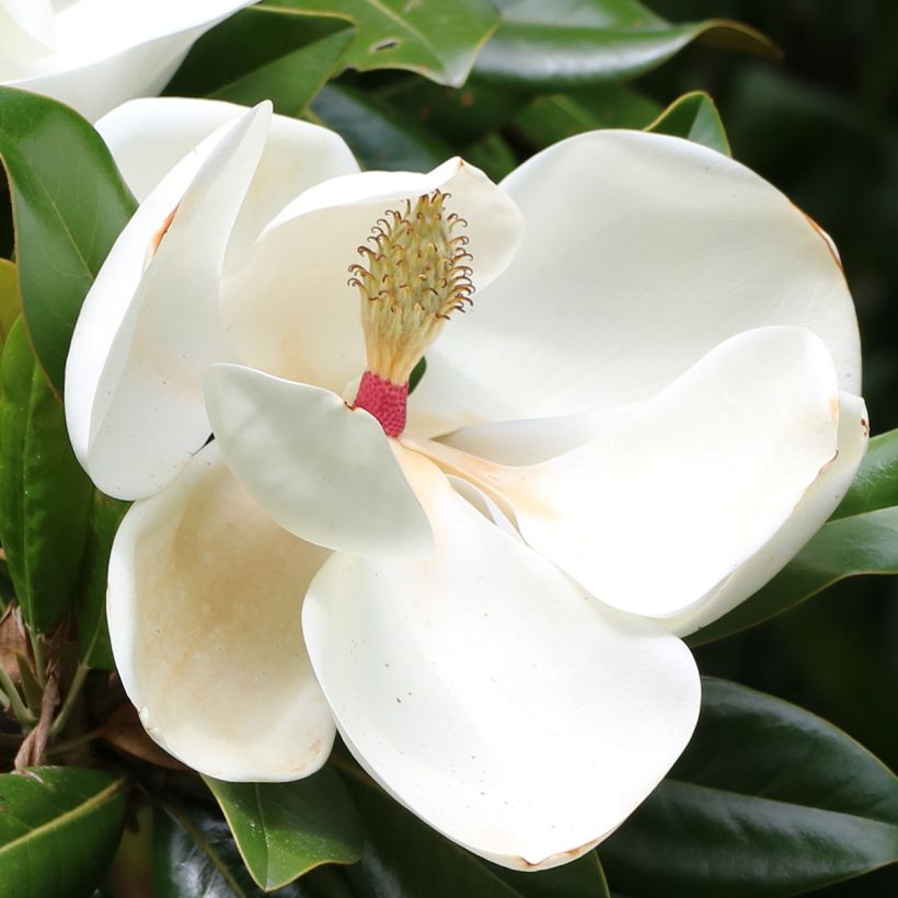 Magnolia grandiflora Goliath (Floración)