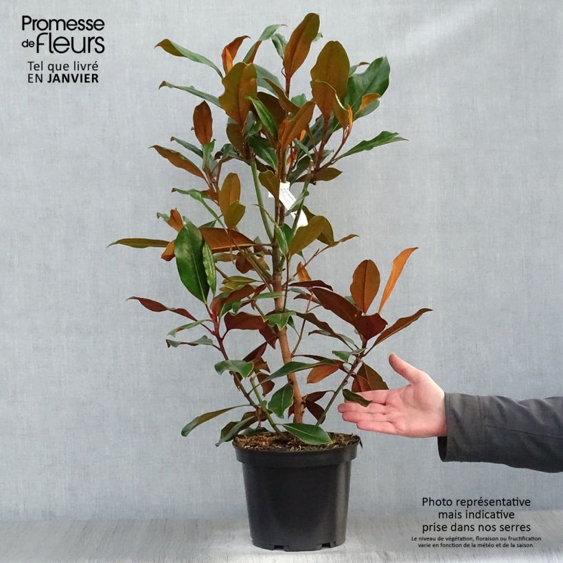 Magnolia grandiflora Kay Parris - Magnolia persistant Pot de 4L/5L Ejemplar entregado en invierno