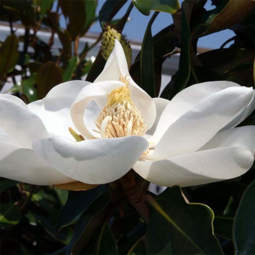 Magnolia grandiflora Little Gem (Floración)