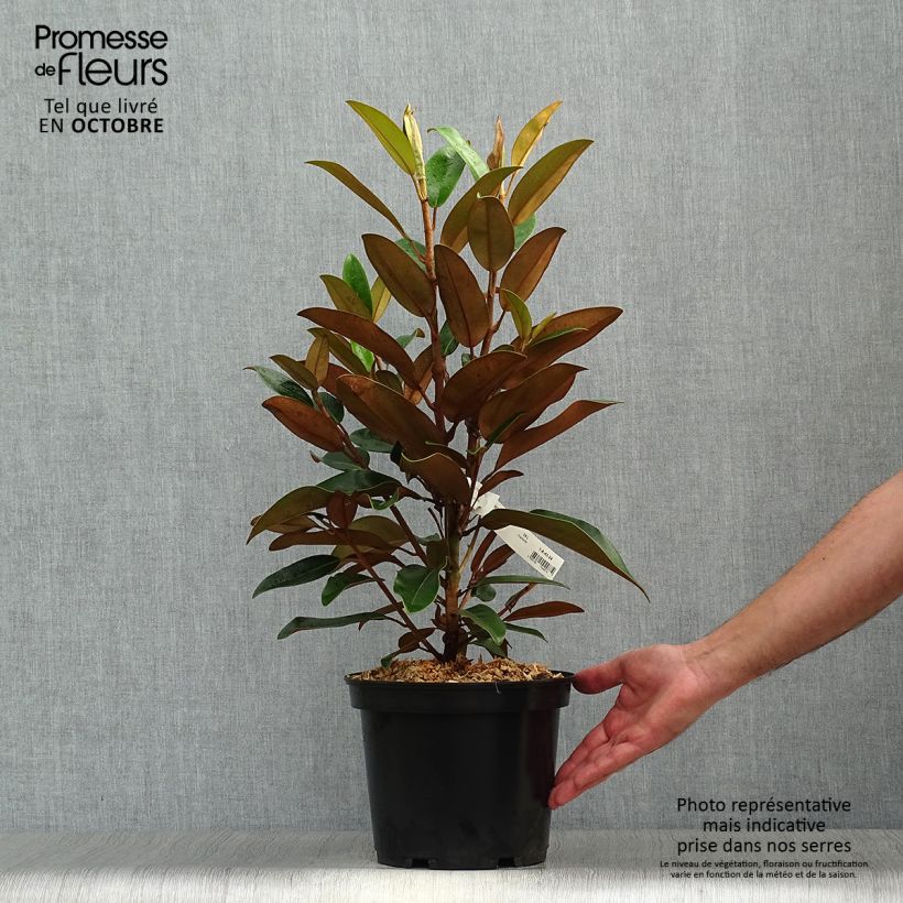 Ejemplar de Magnolia grandiflora Little Gem - Magnolia nain Pot de 3L/4L entregado en otoño