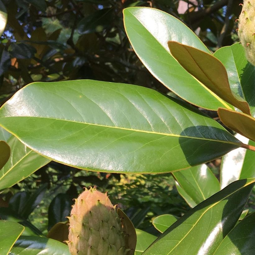 Magnolia grandiflora Purpan (Follaje)