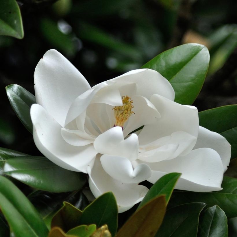 Magnolia grandiflora Purpan (Floración)