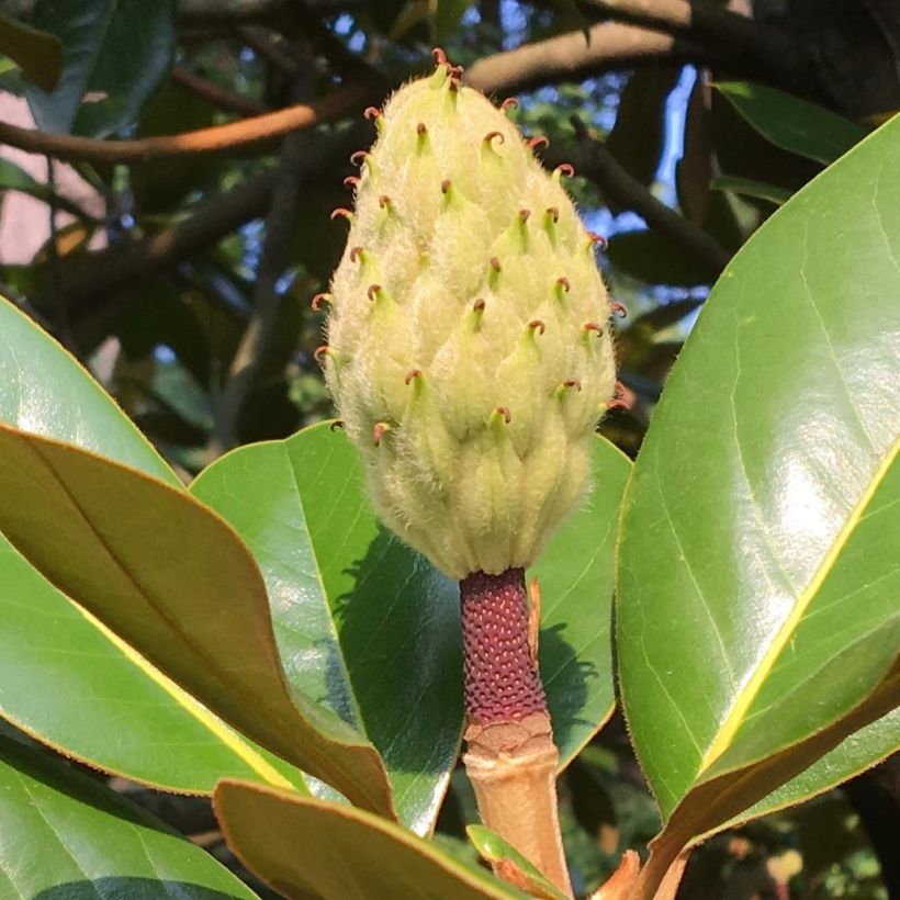 Magnolia grandiflora Purpan (Cosecha)