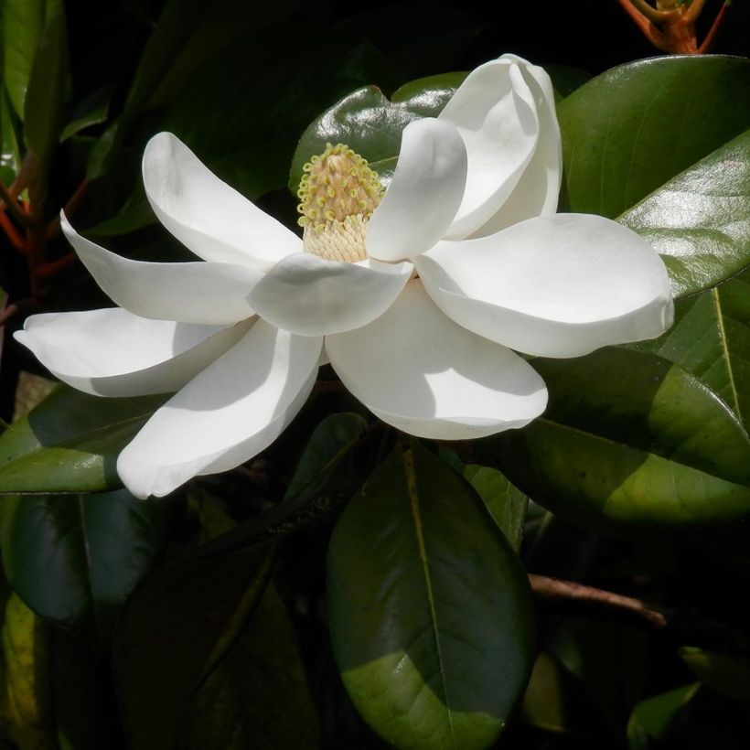 Magnolia grandiflora Treyve (Follaje)